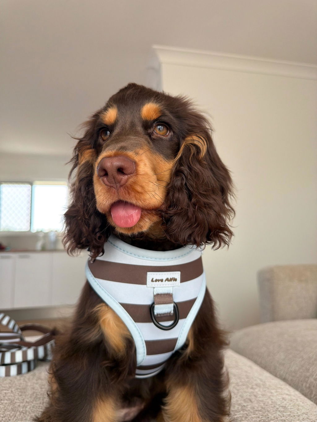 Soft Harness Iced Mocha