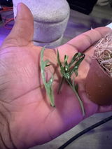 Le Land Chiles review photo