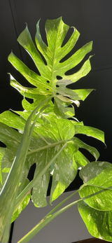 Brent W. review photo