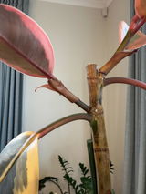 Karn Hinton review photo