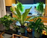 Mary Jenkins review photo