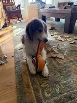 Dogz Training review photo