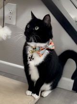 Bow Tie- Island Time