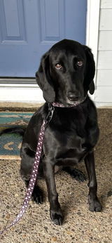 Comfort No Tangle Leash- Pump Up The Volume