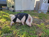 Susan T. review photo