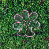 Titus m. review photo