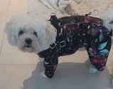 Zoé 🐶 review photo