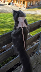 Evi review photo