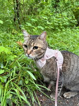 Ronja review photo