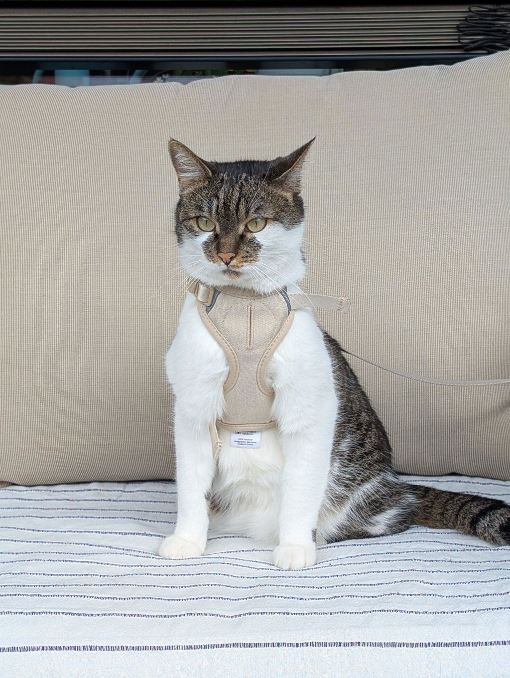EXPLORER Katzengeschirr