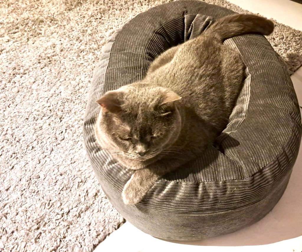 DINGHY Katzenbett