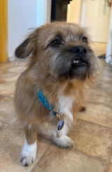 Steffen review photo