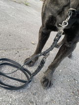 Kylo.Cane.Corso review photo