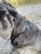 Kylo.Cane.Corso review photo