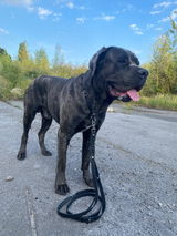 Kylo.Cane.Corso review photo