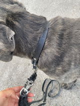 Kylo.Cane.Corso review photo
