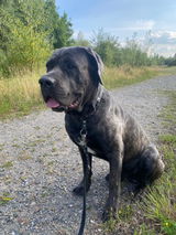 Kylo.Cane.Corso review photo