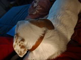 Peggy review photo