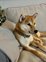 Shiba -.M. review photo