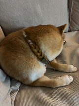 Shiba -.M. review photo