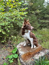 Meike review photo