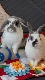 @evie_bunnylover review photo