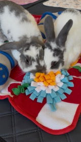 @evie_bunnylover review photo