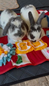 @evie_bunnylover review photo