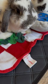 @evie_bunnylover review photo