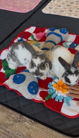 @evie_bunnylover review photo