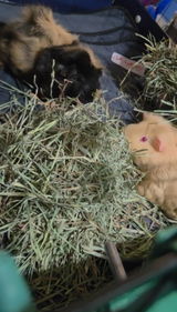 Kim Speaks Piggie review photo