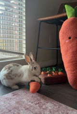Beansthebunnyyy review photo