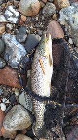 Lukic Fishing