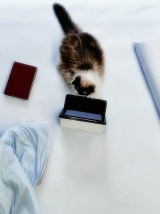Mable Cronin review photo