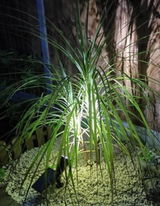 Suman Roy review photo