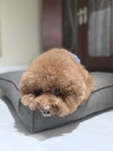 Deep Comfort Dog Cushion