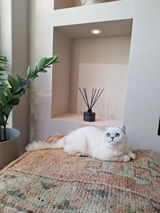 Cattery Better Together review photo