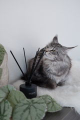 Junethekitty review photo