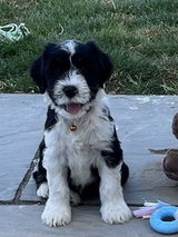 Tracy B. review photo