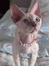 Mia Isabella review photo