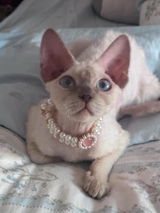 Mia Isabella review photo
