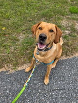 Luke’s mom review photo