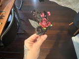 Alanna W review photo