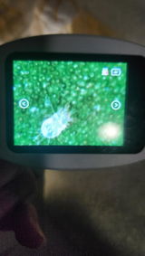 Jade review photo