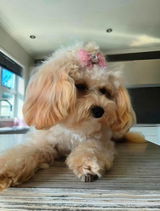 Cheryl - Sweetlola review photo