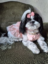 Clara_the_shihpoo review photo