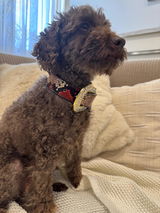 Myfurrloves review photo