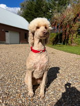 Flora The Poodle review photo