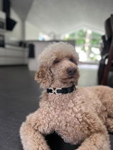 Flora The Poodle review photo