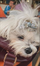 Atenea Bichón review photo